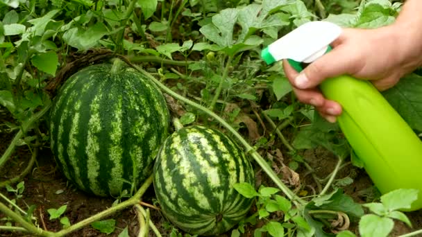 Watermeloenen Spuiten Die Uit Een Spuitfles Het Veld Groeien Natuurlijke — Stockvideo