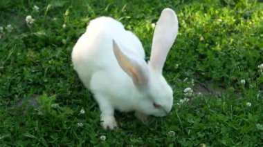 Yeşil çimenlikteki beyaz tavşan havuç yiyor. Küçük tüylü Paskalya Tavşanı ve çayırda uzun kulakları var. Masum hayvan arkadaşlar ve doğaya saygı. Paskalya gününün sembolü. Yavaş çekim.