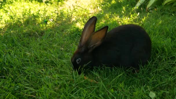 Conejo Negro Sobre Hierba Verde Come Una Zanahoria Pequeño Conejito — Vídeo de stock