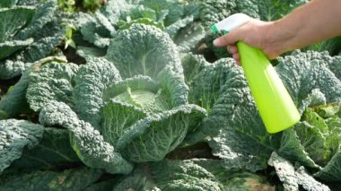 Natural cabbage treatment, spraying a natural mixture on the foliage to repel caterpillars and worms, pieris brassicae. Spray of nettle compost, cabbage leaf manure, tomato shoot manure