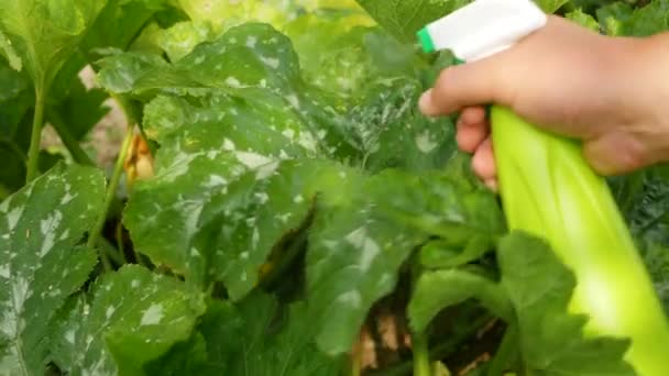 ズッキーニの葉を害虫からスプレーする ズッキーニの花の卵巣のためのスプレー — ストック動画