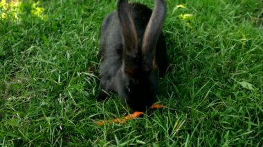 Yeşil çimenlikteki siyah tavşan havuç yiyor. Küçük tüylü Paskalya Tavşanı ve çayırda uzun kulakları var. Masum hayvan arkadaşlar ve doğaya saygı. Paskalya gününün sembolü. Yavaş çekim.
