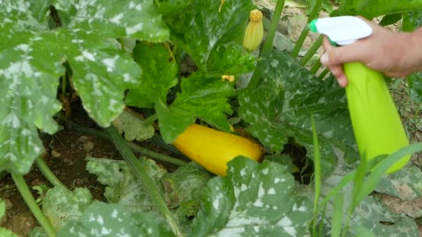Spruzzare Zucchine Con Flacone Spray Con Una Soluzione Fertilizzante Iodio — Video Stock