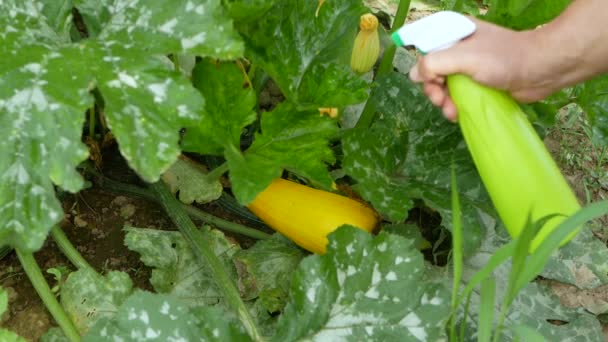 Mão Usando Spray Abobrinha Planta Flor Amarela Infectada Por Muitos — Vídeo de Stock