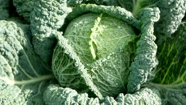 新鲜成熟的甘蓝 甘蓝菜 油菜花和大量的叶子在自家菜园中生长 有机耕作 健康食品 生物安全倡议 回到自然概念 — 图库视频影像
