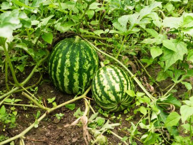 Karpuzlar tarlada yetişir. Tarlada karpuz yetiştiriyorum. Karpuz ve karpuz ekimi. Tarım, kavunlar. Karpuz hasadı, çevre dostu ürünler..