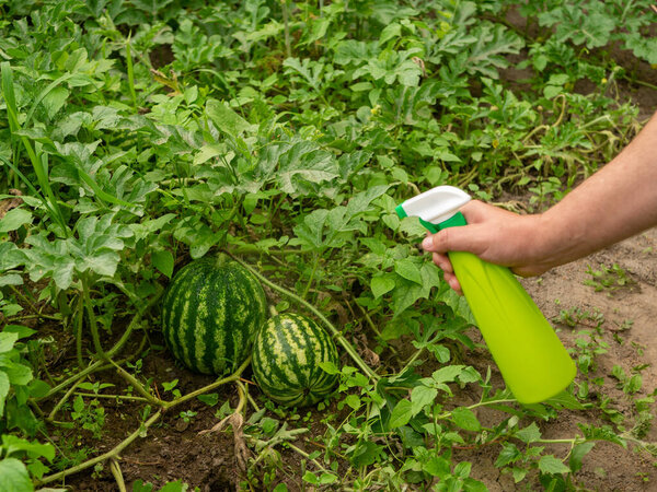Spraying watermelons growing on the field from a spray bottle. Natural watermelons treatment, spraying a natural mixture on the foliage to repel caterpillars and worms, pieris brassicae.