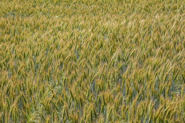 Acres Triticale Des Grains Poussant Sur Des Champs Cultivés — Photo