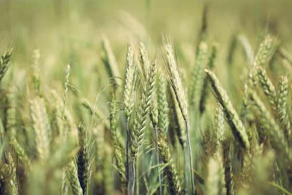 stock image Close up on ears of triticale grain growing on cultivated field