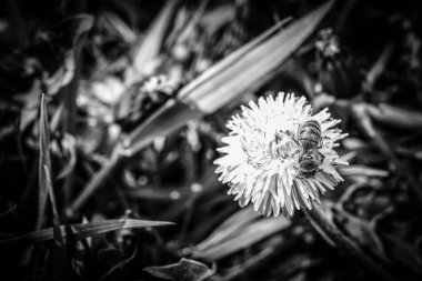 Arı, karahindiba çiçeğinin üzerinde nektar ve polen topluyor - siyah ve beyaz görüntü