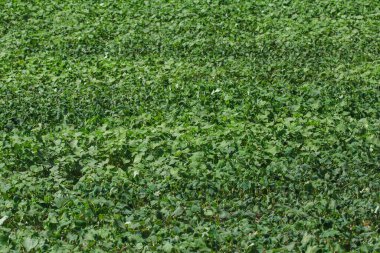 Genç yeşil fasulye tohumu ekili tarlada yetişir.