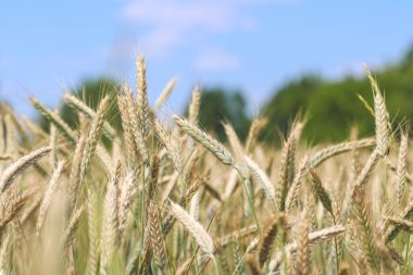 Close up on ears of rye growing on cultivated field