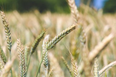 Close up on ears of rye growing on cultivated field