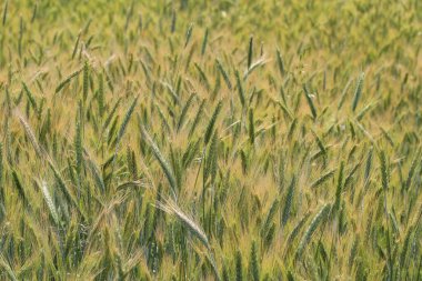 Ears of rye growing on cultivated field