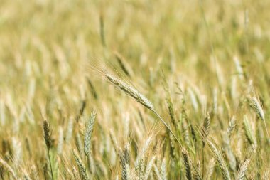Ears of rye growing on cultivated field