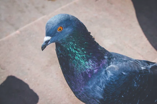 stock image Feral pigeon awaiting for feeding in city park