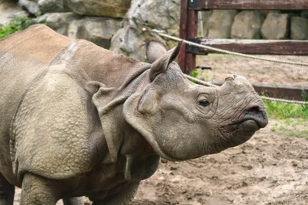 Rinoceronte Branco Zoológico Sem Chifre — Fotografia de Stock