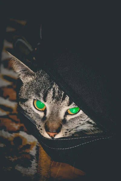Szary Tabby Kobieta Kot Głowa Patrząc Czarny Plecak Gdzie Ona — Zdjęcie stockowe