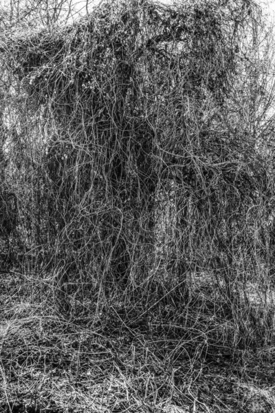 Drzewo Całkowicie Pokryte Wyschniętym Winoroślą Czarno Biały Obraz — Zdjęcie stockowe