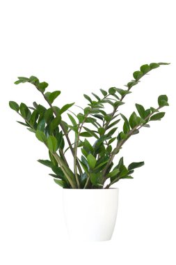 Beyaz arka planda izole edilmiş beyaz saksıdaki yeşil Zamioculcas zamiifolia bitkisi