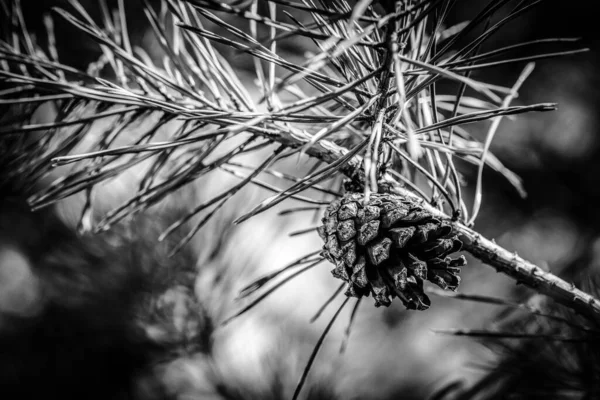 Κώνος Που Αναπτύσσεται Κλαδί Από Κωνοφόρο Δέντρο Ασπρόμαυρη Εικόνα — Φωτογραφία Αρχείου