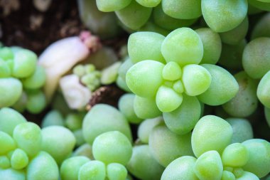 Ornametal saksı bitkisine yakın durun.