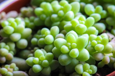 Ornametal saksı bitkisine yakın durun.