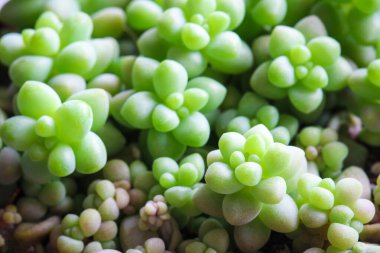 Ornametal saksı bitkisine yakın durun.