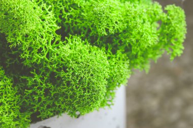 Ornametal saksı bitkisine yakın yağmur geyiği yosunu.