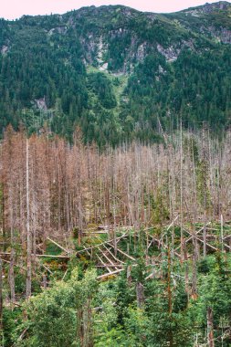 Tatra Ulusal Parkı 'nda rüzgardan sonra ölüm ve devrilen ağaçlar