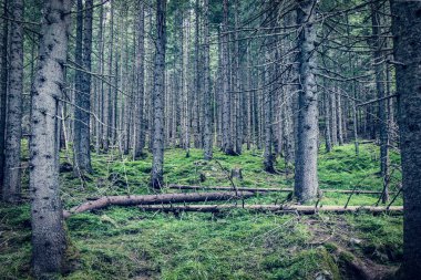 Polonya 'nın Tatra Dağları' ndaki yamaçta orman
