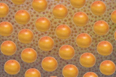 Pattern made of whole ripe ruby grapefruit on its peel abstract background
