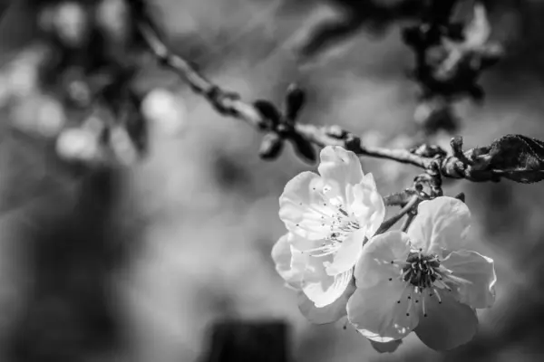 White flowers of blooming tree in springtime, black and white image
