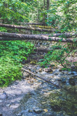 Polonya 'daki yüksek dağlardan akan akarsu