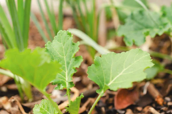 庭の若い緑のケール植物のクローズアップ — ストック写真