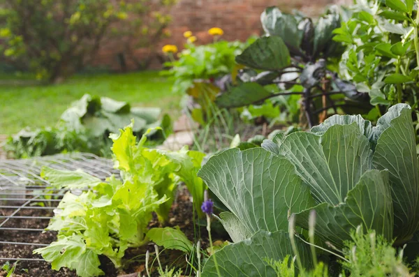 Organic vegetable home garden with green plants and flowers growing in the ground.