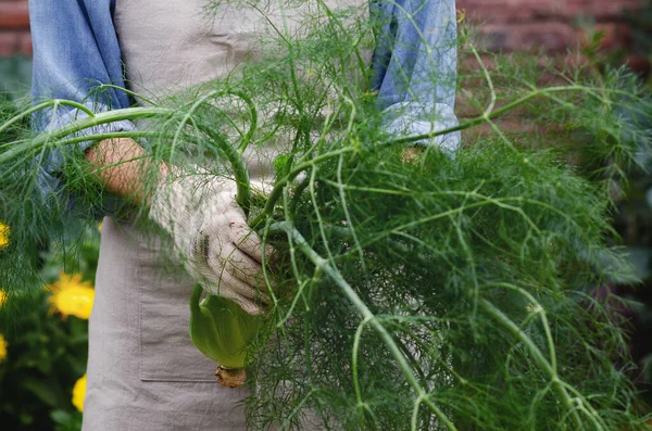 Young woman holding and organic fennel in an urban garden.