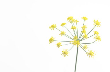 Fotokopi alanı olan beyaz arkaplan üzerindeki çiçekleri doldur. 