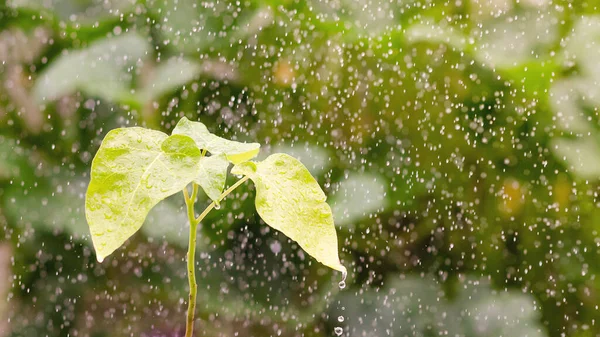 A young plant in the rain and a natural background.