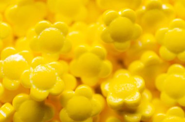 Küçük sarı şeker çiçeklerine yakın çekim.