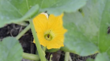 Kabak çiçeğinde uçan bal arıları.. 