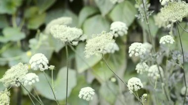 Şehir sebze bahçesinde havuç çiçeği.