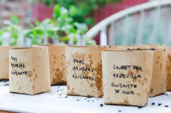 Dışarıdaki beyaz ahşap bir masada geri dönüştürülmüş kağıt saksıları.. 