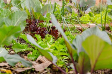 Kışın sebze bahçesinde sebzeler yetişiyor..