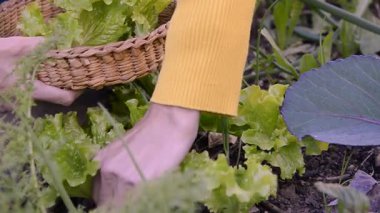 Bir kadın mutfak bahçesinde marul topluyor..