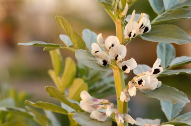 Geniş fasulye ya da kentli bir mutfak sebze bahçesinde çiçekli bakla bitkilerine yakın çekim.