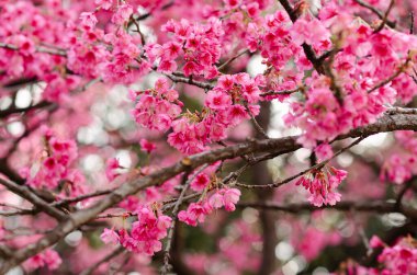 Kış sonunda ya da ilkbaharın başında Sakura olarak bilinen kiraz çiçekleri.