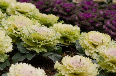 Şehir parkında süslü beyaz ve mor lahanalar.. 