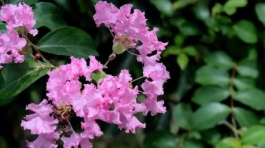 Bahçedeki güzel pembe çiçekler