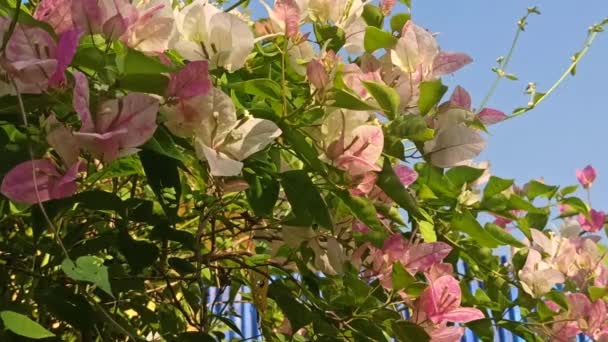 Piękno Bougainvillea Kolorze Różowym — Wideo stockowe